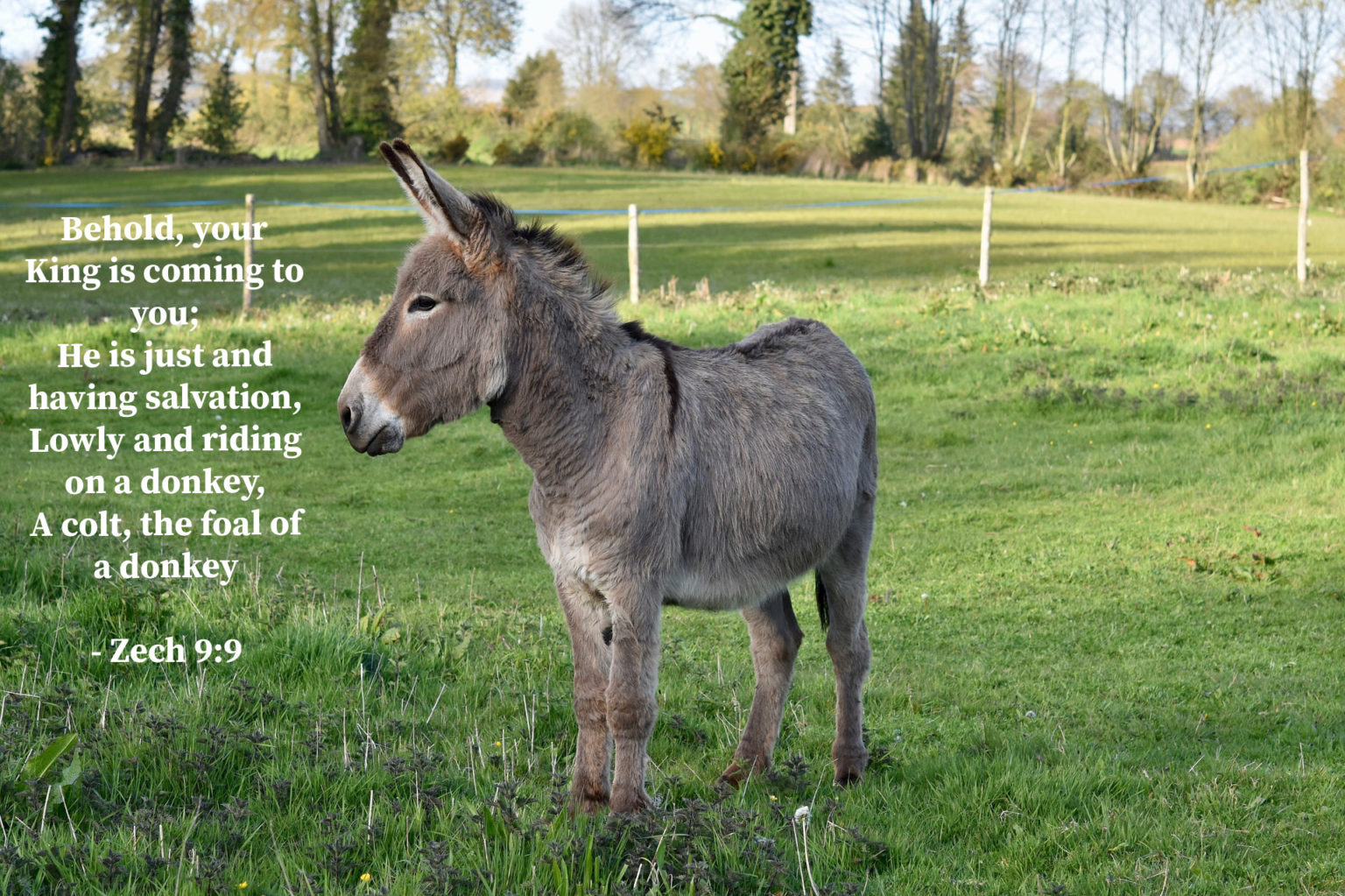 being-jesus-s-donkey-new-covenant-blessings